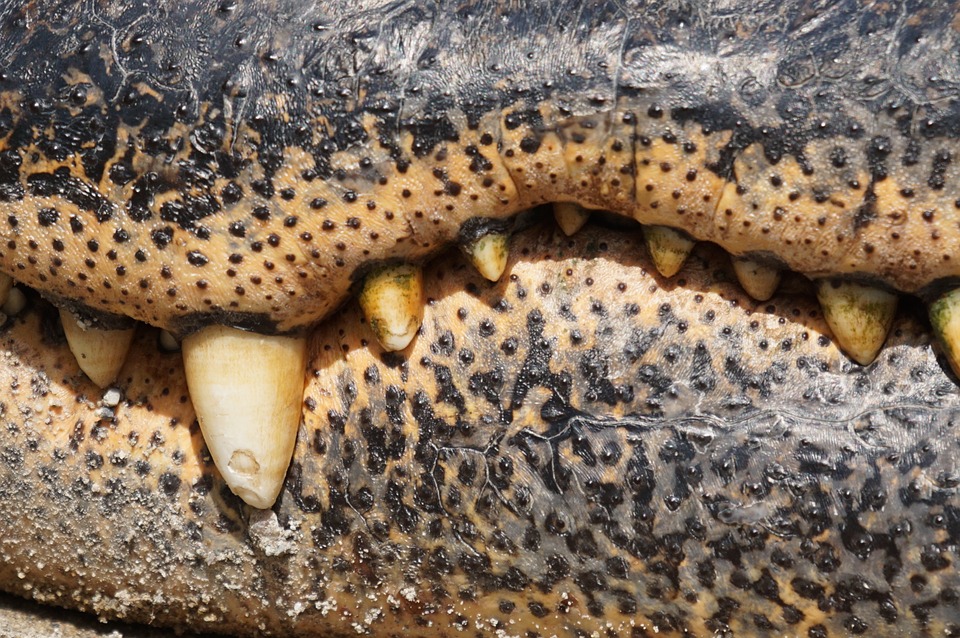 Krokodil tand