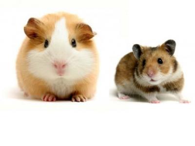 Lauw Rennen helder Wat is het verschil tussen een hamster en een cavia ? | Een antwoord op uw  vraag